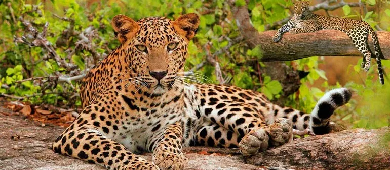 Guests on a Jhalana safari
