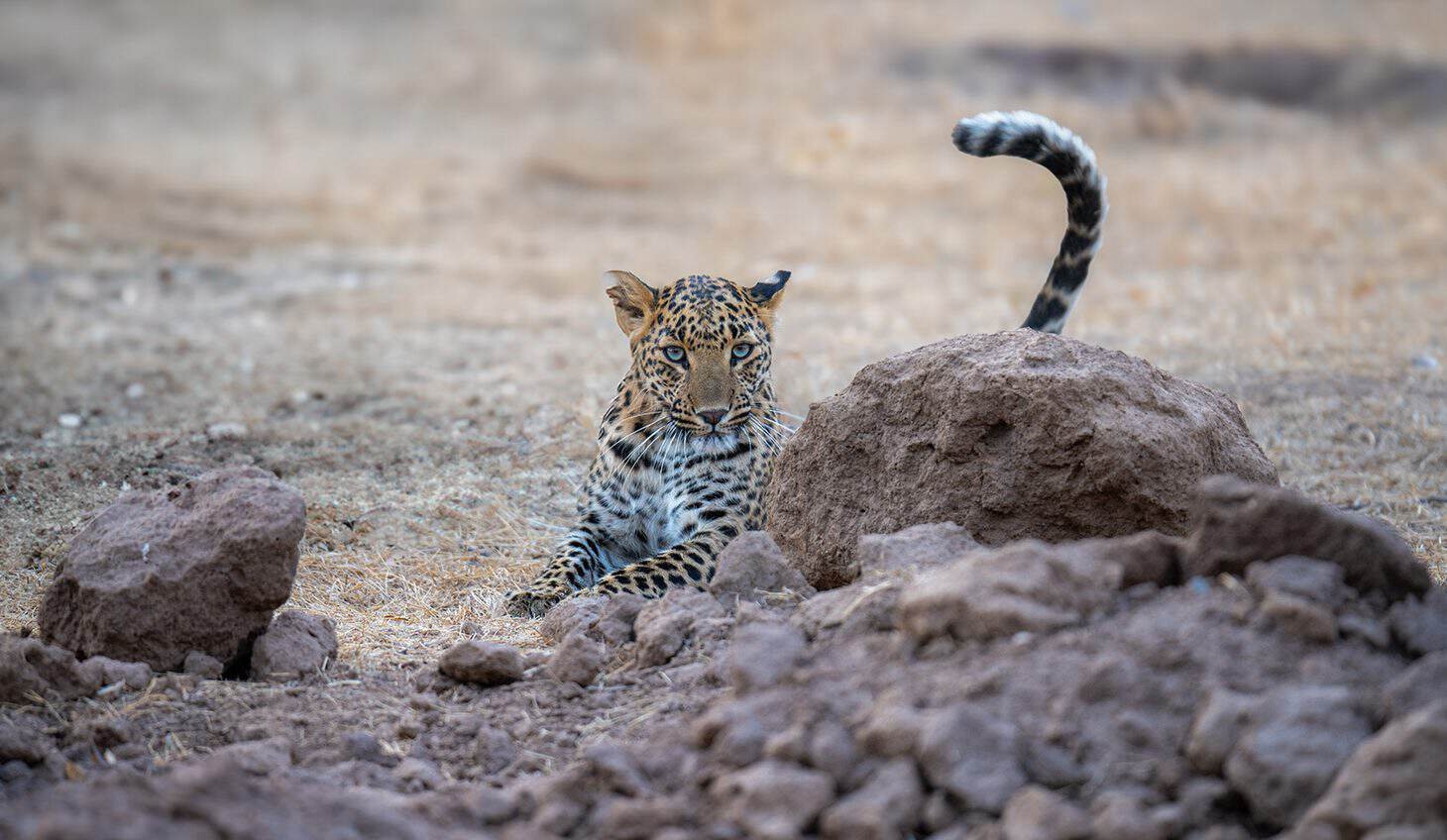 Leopard sighting at Jhalana