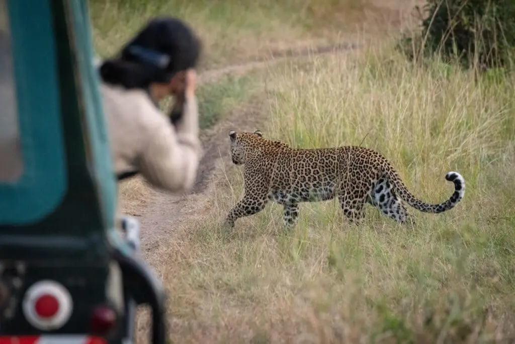 Leopard at Jhalana