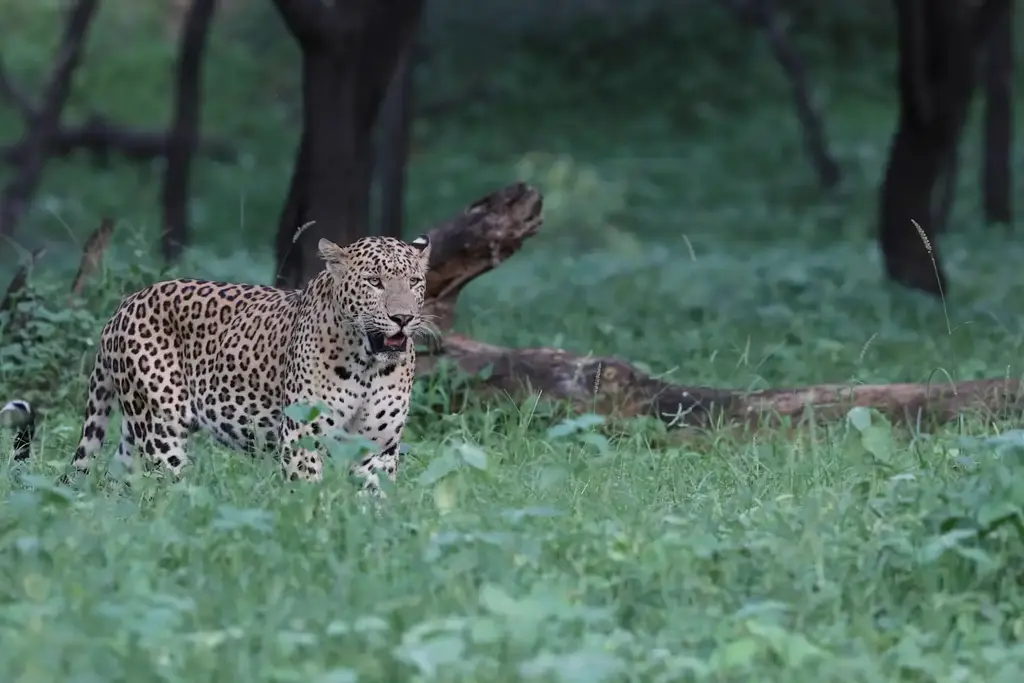Morning vs evening safari at Jhalana