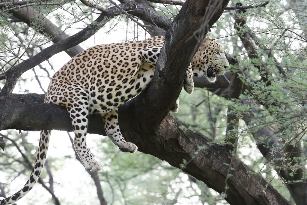 Leopard in Jhalana forest