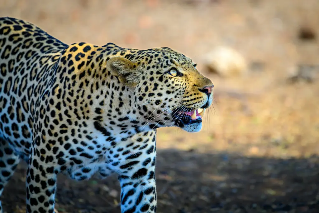 Leopard in Jhalana forest at dawn