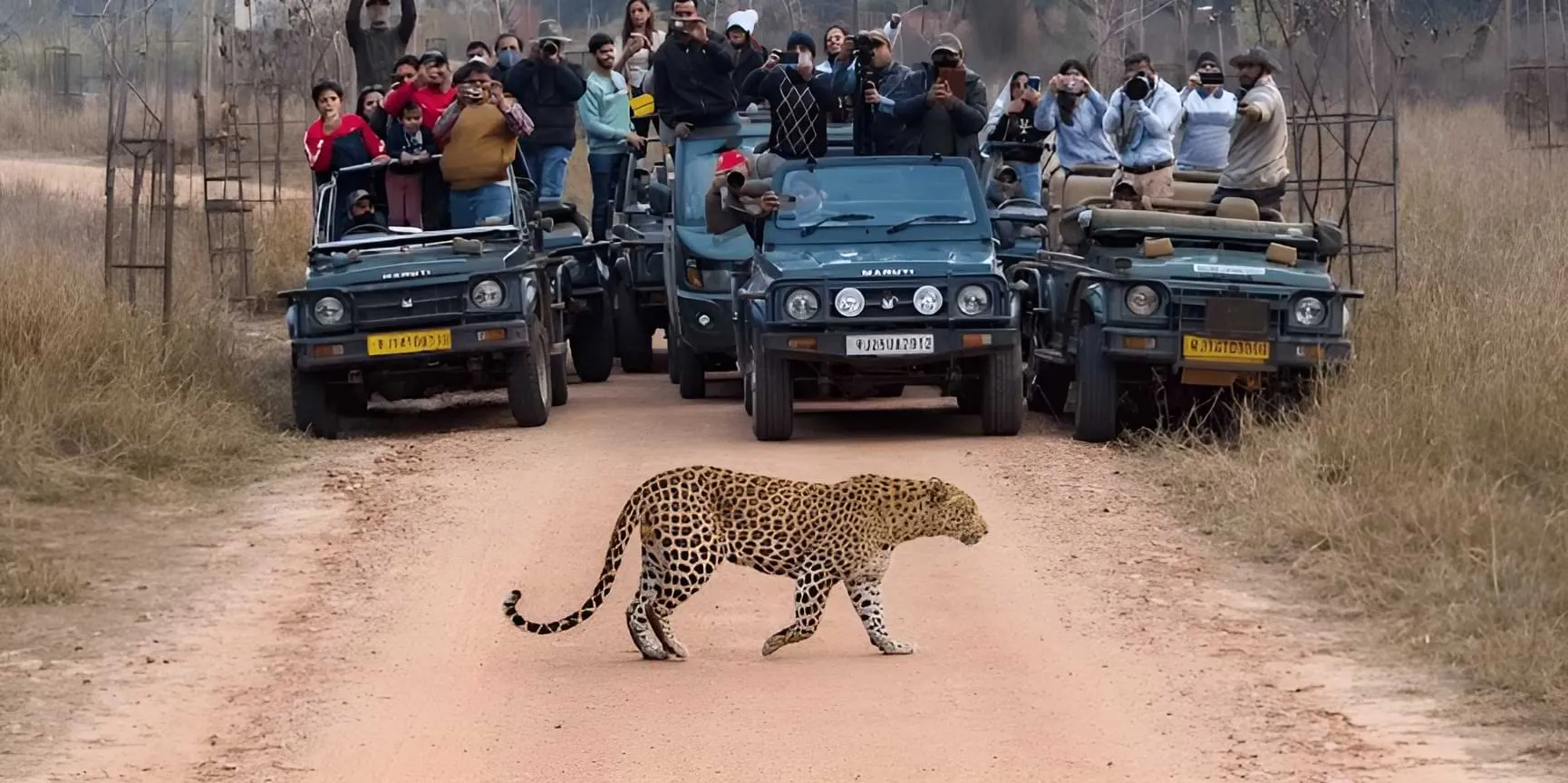 Leopard crossing at Jhalana